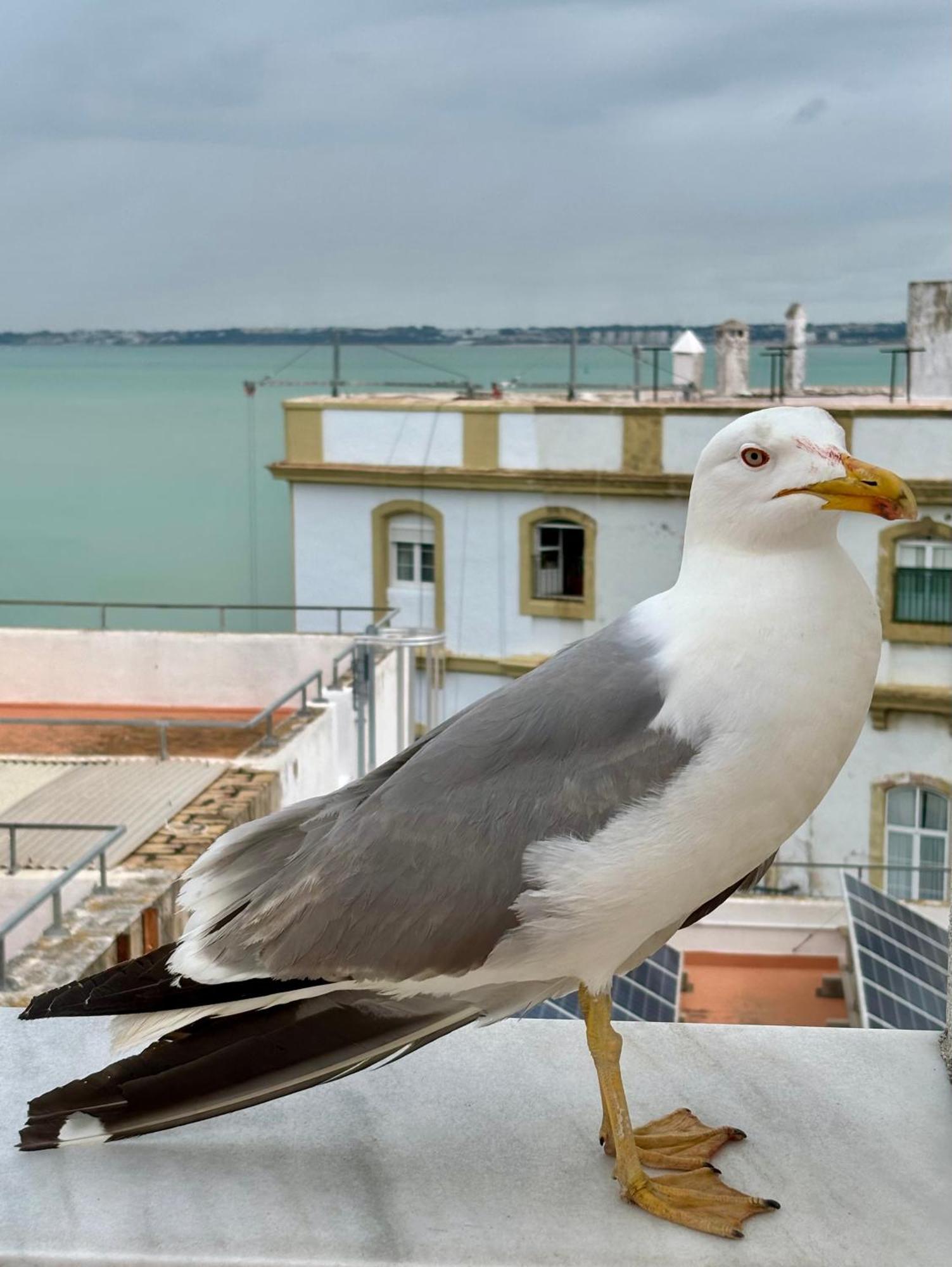 Luminoso Apartamento En El Centro De Cadiz Bagian luar foto